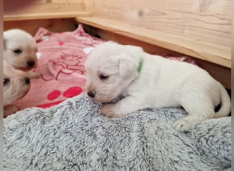 Unsere Zwergschnauzer-Welpen in weiß sind da! Ab 10.11.26 auszugsbereit