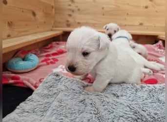 Unsere Zwergschnauzer-Welpen in weiß sind da! Ab 10.11.26 auszugsbereit