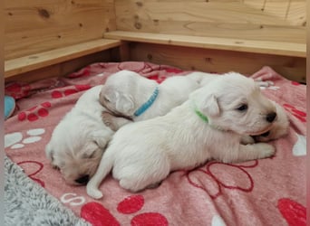 Unsere Zwergschnauzer-Welpen in weiß sind da! Ab 10.11.26 auszugsbereit
