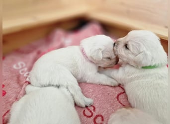 Unsere Zwergschnauzer-Welpen in weiß sind da! Ab 10.11.26 auszugsbereit