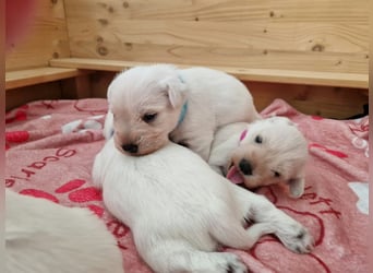 Unsere Zwergschnauzer-Welpen in weiß sind da! Ab 10.11.26 auszugsbereit