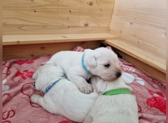 Unsere Zwergschnauzer-Welpen in weiß sind da! Ab 10.11.26 auszugsbereit