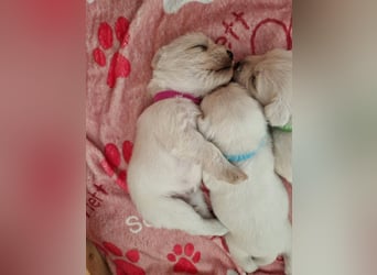 Unsere Zwergschnauzer-Welpen in weiß sind da! Ab 10.11.26 auszugsbereit