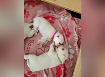 Unsere Zwergschnauzer-Welpen in weiß sind da! Ab 10.11.26 auszugsbereit