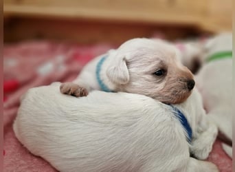 Unsere Zwergschnauzer-Welpen in weiß sind da! Ab 10.11.26 auszugsbereit