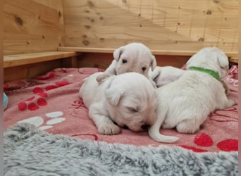 Unsere Zwergschnauzer-Welpen in weiß sind da! Ab 10.11.26 auszugsbereit