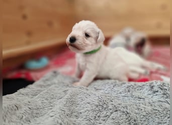 Unsere Zwergschnauzer-Welpen in weiß sind da! Ab 10.11.26 auszugsbereit