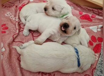 Unsere Zwergschnauzer-Welpen in weiß sind da! Ab 10.11.26 auszugsbereit
