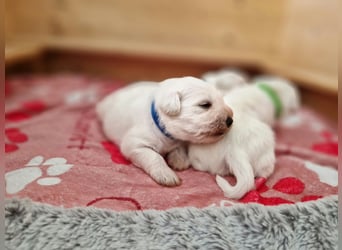 Unsere Zwergschnauzer-Welpen in weiß sind da! Ab 10.11.26 auszugsbereit