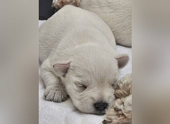 Zwergschnauzer Welpen