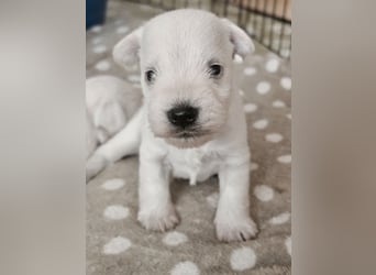 Zwergschnauzer Welpen