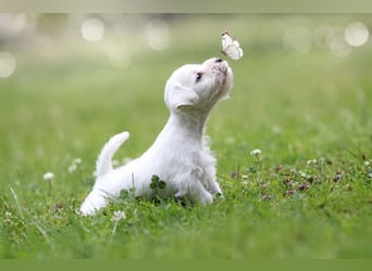 Zwergschnauzer Welpen