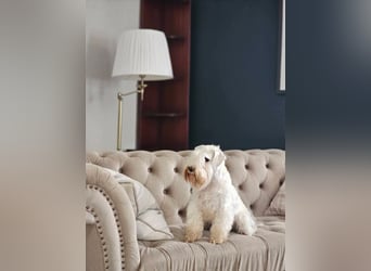 Zwergschnauzer Welpen