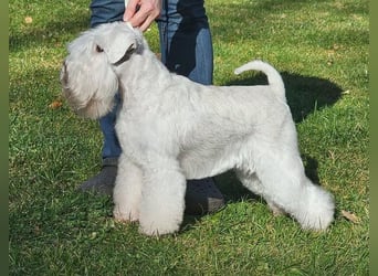 Zwergschnauzer Welpen