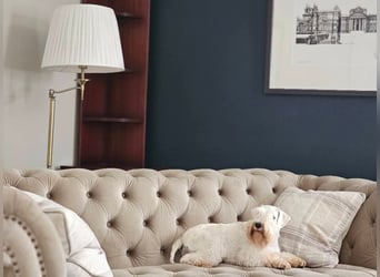 Zwergschnauzer Welpen