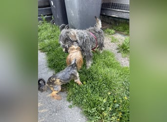 PEPI - kleiner Zottel sucht seine Menschen