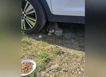 PEPI - kleiner Zottel sucht seine Menschen