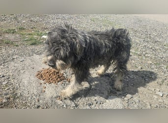 PEPI - kleiner Zottel sucht seine Menschen