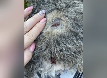 PEPI - kleiner Zottel sucht seine Menschen