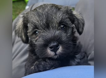 Championzucht Zwergschnauzer pfeffer/salz