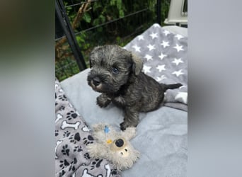 Championzucht Zwergschnauzer pfeffer/salz