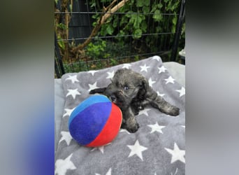 Championzucht Zwergschnauzer pfeffer/salz