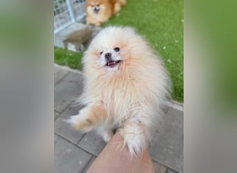 Poofer