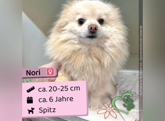 Nori