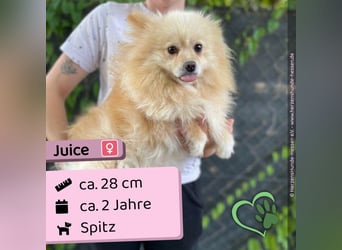 Juice