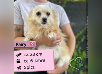 Fairy