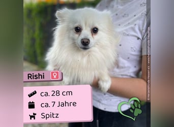 Rishi