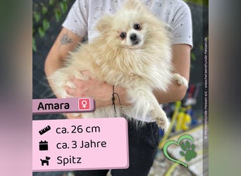 Amara