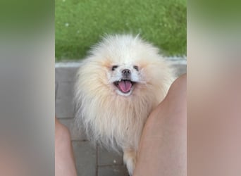 Poofer