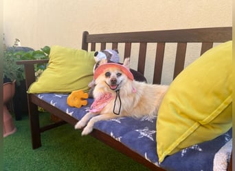 Nara SR – kleine Spitz-Prinzessin sucht endlich ihr Glück