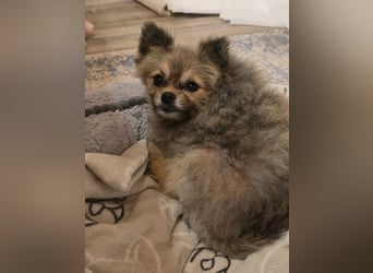 Pomeranian Maki verträglich verschmust verspielt