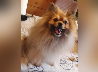 Pomeranian Maki verträglich verschmust verspielt