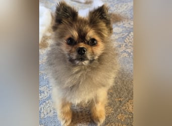 Pomeranian Maki verträglich verschmust verspielt