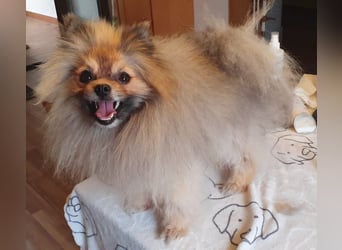 Pomeranian Maki verträglich verschmust verspielt