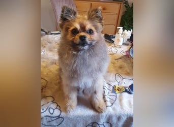 Pomeranian Maki verträglich verschmust verspielt