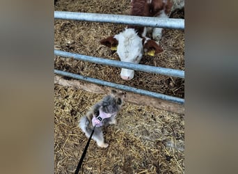 Pomeranian Maki verträglich verschmust verspielt