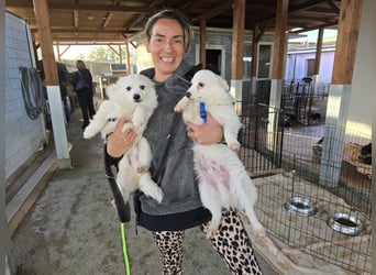 Leo und Poldo: ein Herz und eine Seele