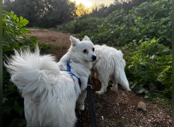 Leo und Poldo: ein Herz und eine Seele