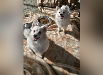 Leo und Poldo: ein Herz und eine Seele