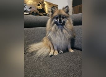 Duque & Flöhchen - Unzertrennliches Männerduo