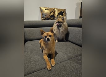 Duque & Flöhchen - Unzertrennliches Männerduo