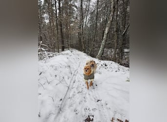 Duque & Flöhchen - Unzertrennliches Männerduo