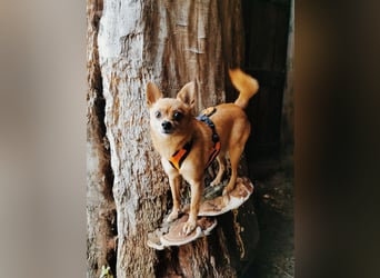 Duque & Flöhchen - Unzertrennliches Männerduo