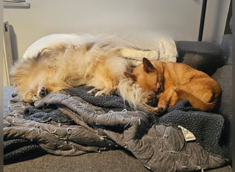 Duque & Flöhchen - Unzertrennliches Männerduo