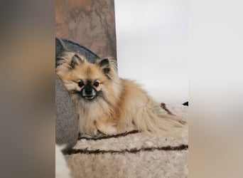 Duque & Flöhchen - Unzertrennliches Männerduo