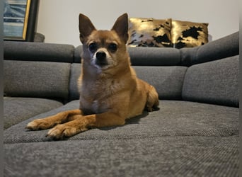 Duque & Flöhchen - Unzertrennliches Männerduo